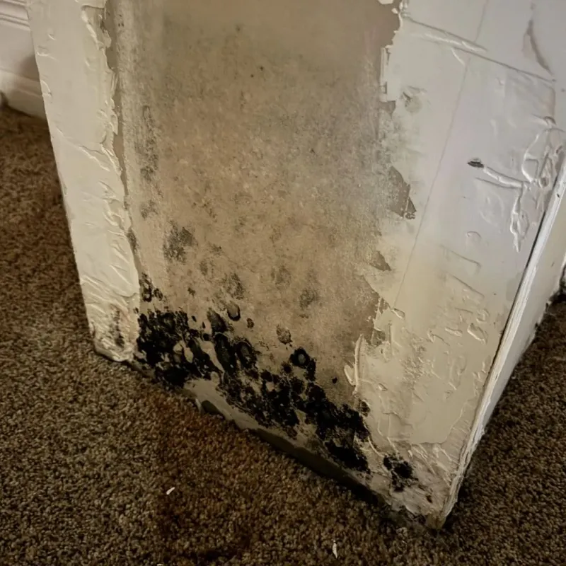 Professional Mold Removal in Haralson County, GA